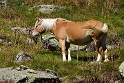 30 Cavallo al pascolo